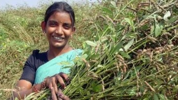 Beating the Heat: ICRISAT Scientists Develop Short-Duration Pigeonpea That Tolerates 45°C Heat.