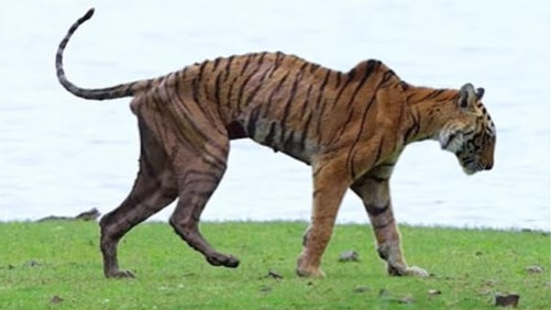 A Royal Legacy Ends: The Queen of Ranthambore 'Arrowhead (T-84)' Takes Her Final Bow