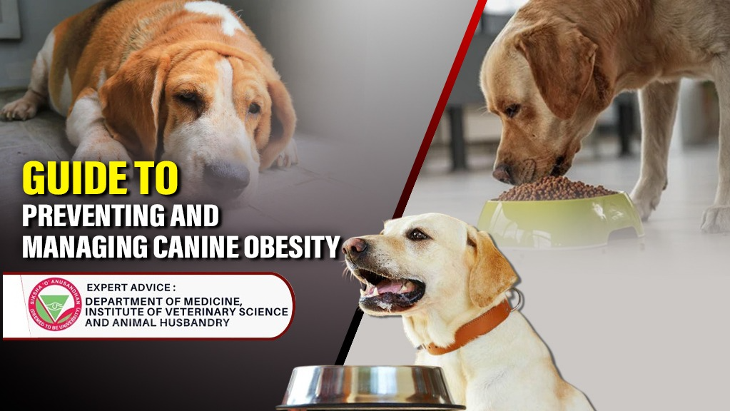 Why Canine Obesity is a Growing Concern for Modern Pet Parents