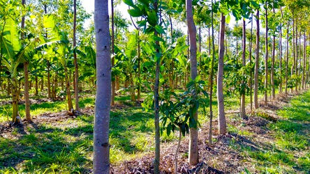 To Boost Agroforestry, Centre Unveils New Rules That Could Entangle Farmers in Red Tape