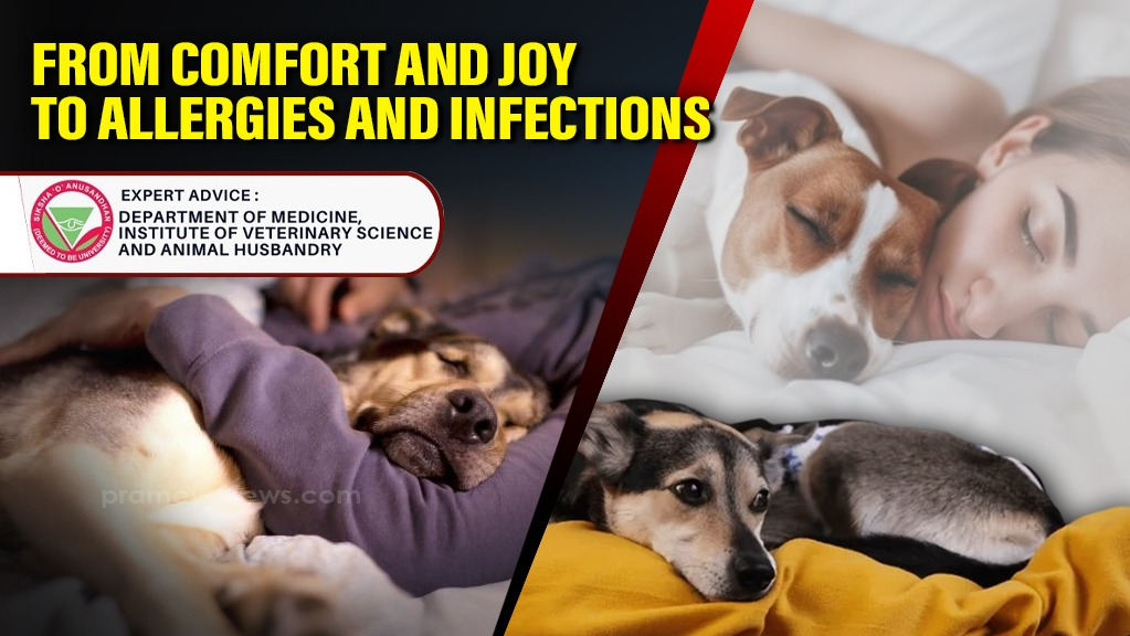 A Pet Owner's Dilemma: Balancing the Emotional Bond of Co-Sleeping with Potential Health Risks