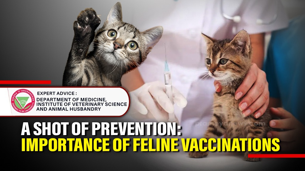 Cat Vaccine Guide India 🐾 Must-Know Pet Care Schedule