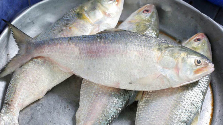 Hilsa Dilemma: Can Domestic and Myanmarese Fish Satisfy Kolkata's Insatiable Appetite?