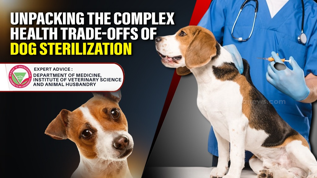 A Double-Edged Sword: Why the Decision to Sterilize Your Dog Is More Complicated Than You Think