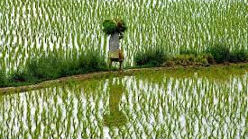 Good Monsoon Boosts Kharif Sowing, But Farmers Ditch Oilseeds for Maize