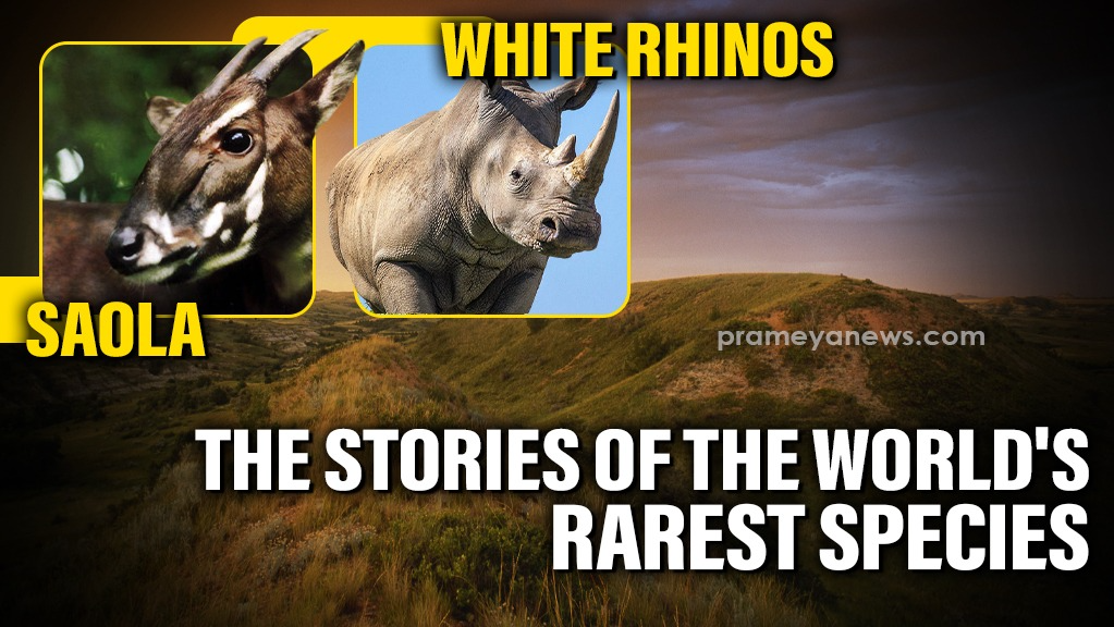 World’s Rarest Animals on Brink of Extinction