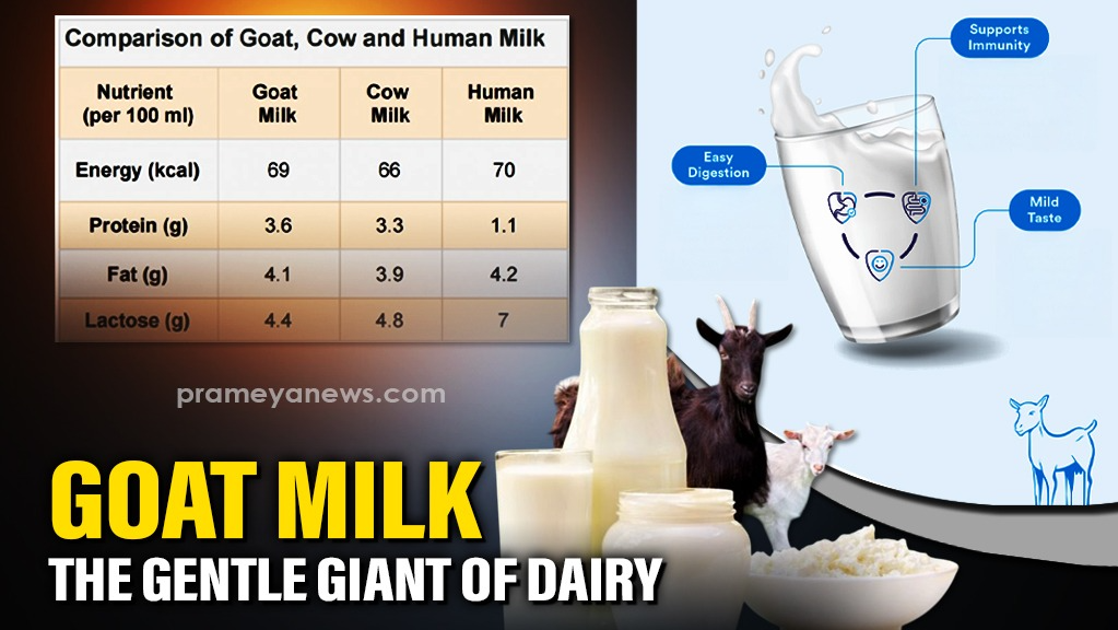 India's Next Dairy Revolution: The Untapped Economic Potential of Goat Milk