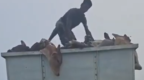  A Hindu activist saves cows in a brave effort in West Bengal