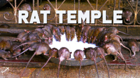 20,000 rats are worshipped inside this temple because they are thought as reincarnated souls of Karni Mata family