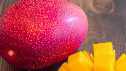 World's most expensive MANGO! Failed UPSC aspirant sells one fruit for Rs.10,000
