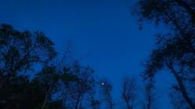 The Disappearing Night Lights of Mayurbhanj: "Our Ancestors Still Walk These Woods"
