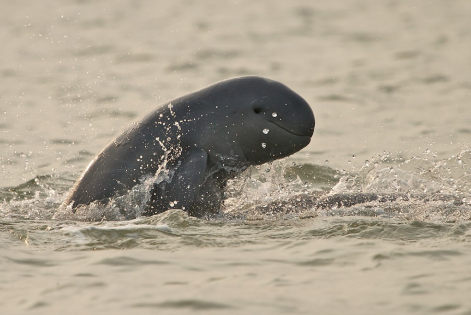 156 survivors: Why Chilika's Irrawaddy dolphins may vanish before 2040; environmentalists ring alarm bell