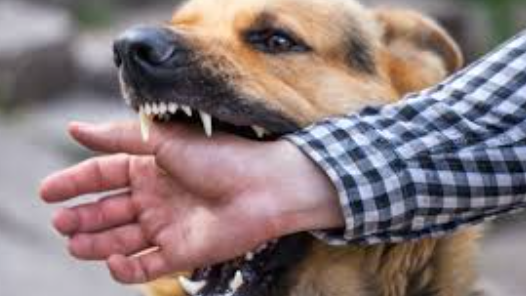 Bhubaneswar Dog Attack Crisis: Safety Tips to Avoid Stray Dog Bites
