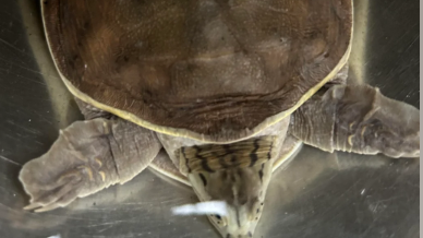 Ganjam: Myserious Soft Shell Turtle Found in Village After Heavy Rains; Why It's Illegal to Keep as Pet