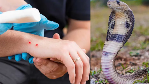 Odisha Snakebite Surge 2025: Over 1,800 Deaths in Two Years, Alarming Rise