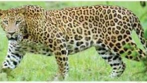 Odisha's first leopard census reveals population of 696 big cats