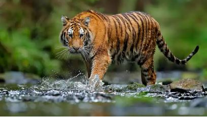 Odisha: Tigress from Maharashtra Released in Similipal Reserve