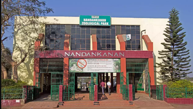 Joy at Nandankanan: White tigress Roopa welcomes four healthy cubs!