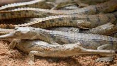 12 rescued baby gharials successfully released into Satkosia Gorge