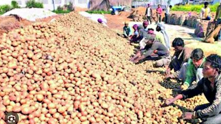 Odisha's potato prices set to drop with arrival of 300-truck shipment from UP