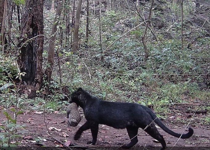 Rare Black Leopard and Cub Spotted in Odisha's Nayagarh Forest