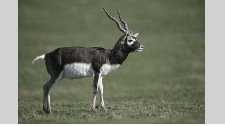 Blackbuck population in Odisha’s Ganjam reaches 8,789