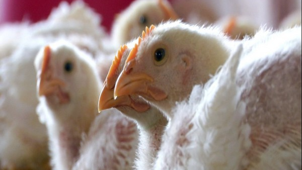 Indian poultry industry’s profitability likely to dip in 2025-26