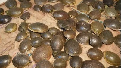 Over 7,000 turtles seized from vehicle in Odisha