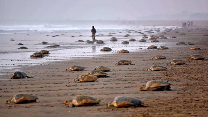 Olive Ridley Turtles return to Odisha's Eakakulanasi Island for mass nesting after 33 years