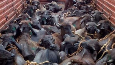 Odisha Police seize 87 cattle, arrest 7 in crackdown on illegal transportation