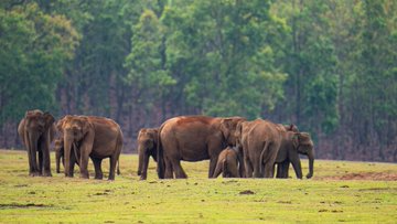 Similipal is now officially a National Park
