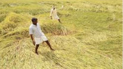 Odisha govt declares unseasonal rain a state-specific disaster