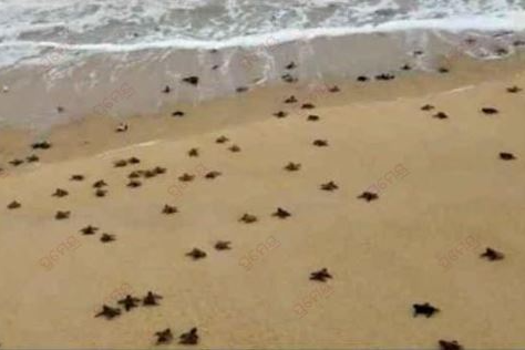 ICG protects over 6.98 lakh Olive Ridley Turtles along Odisha coastline