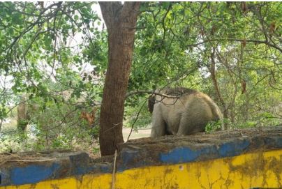 Odisha govt increases compensation for victims of wild animal attacks