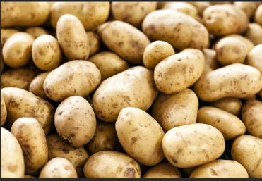 Cabinet approves establishment of International Potato Centre’s South Asia Regional Centre