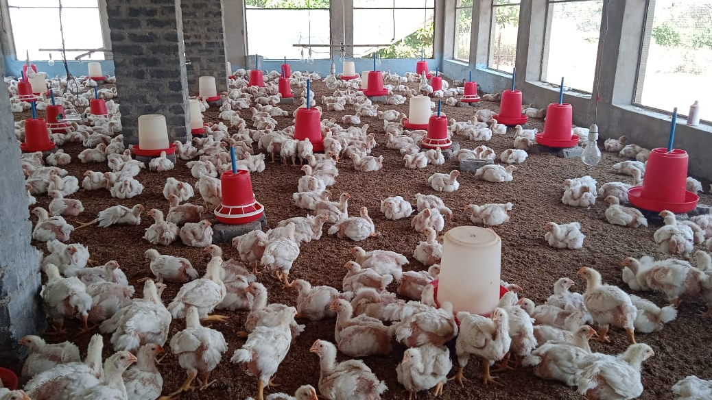 Bird flu outbreak in Khordha: Culling operations underway