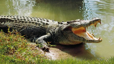 Crocodile rescued from village pond Near Bhitarkanika National Park