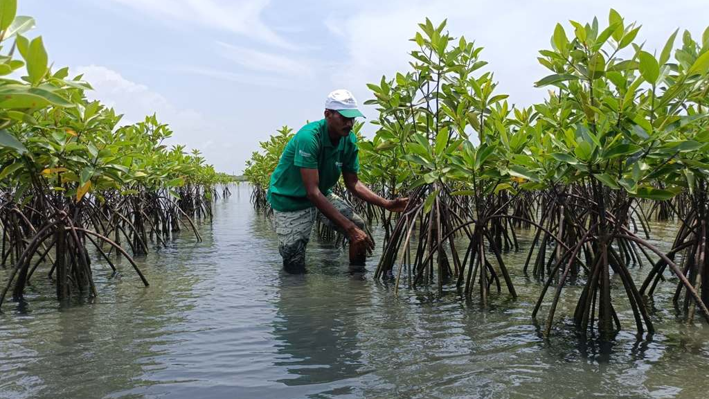 Reliance Foundation develops holistic approach to identify mangrove plantation sites