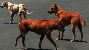 BMC to launch comprehensive dog census to tackle stray population