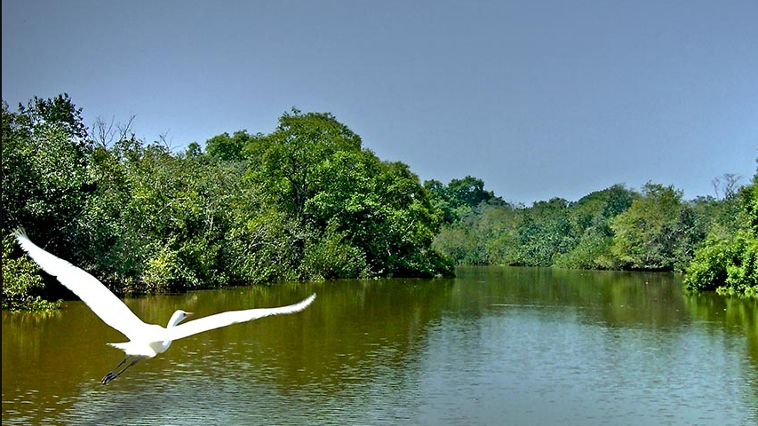 Three-day bird census to begin in Bhitarkanika National Park’s mangroves