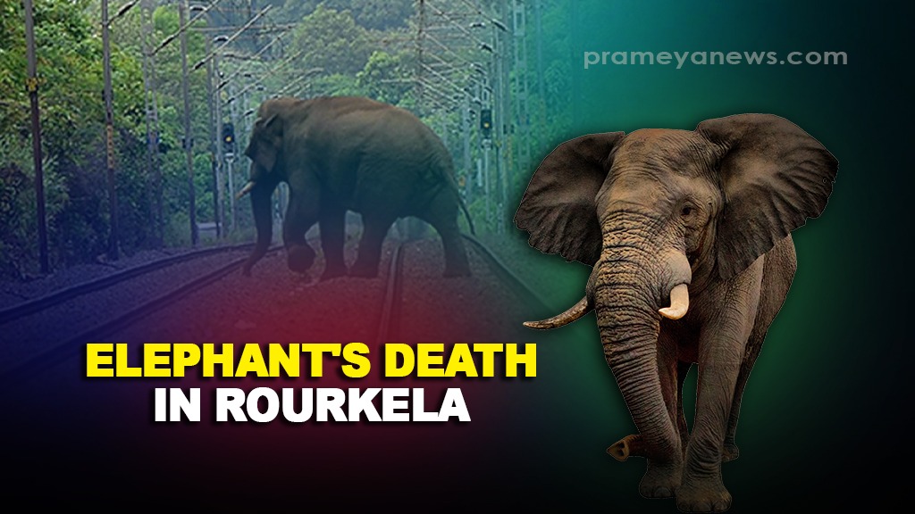 Elephant killed after being hit by goods train in Rourkela