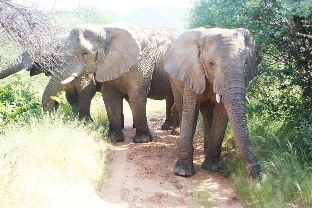 Herd of 27 Elephants wreak havoc in Keonjhar