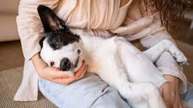Diwali 2024 Pet Safety Guide: Keep Your Pets Calm and Safe