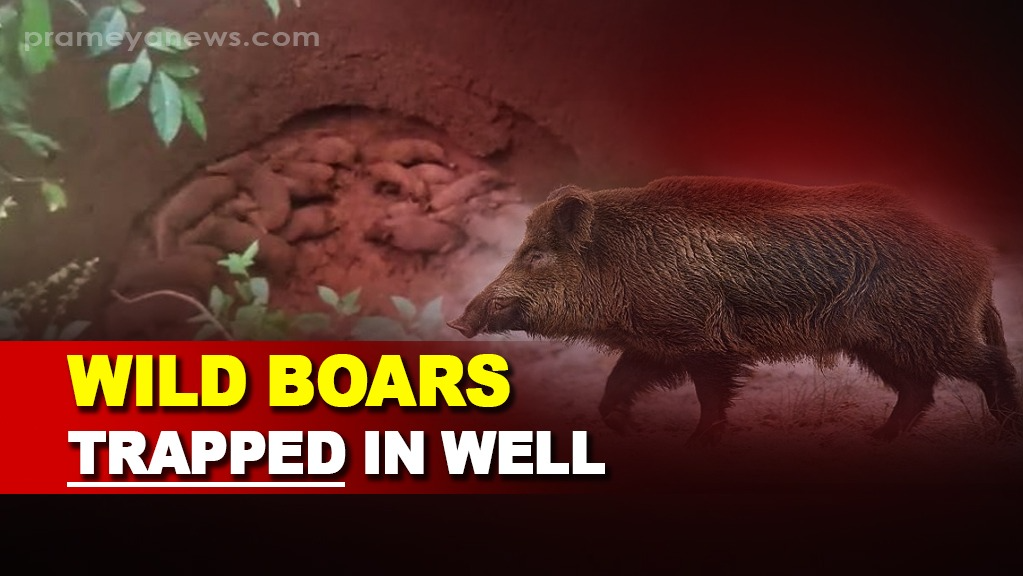 28 Wild boars fall into abandoned well in Keonjhar: 1 died,27 rescued