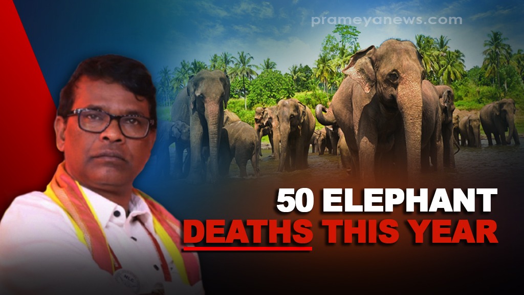 Odisha Probes 50 Elephant Deaths This Year