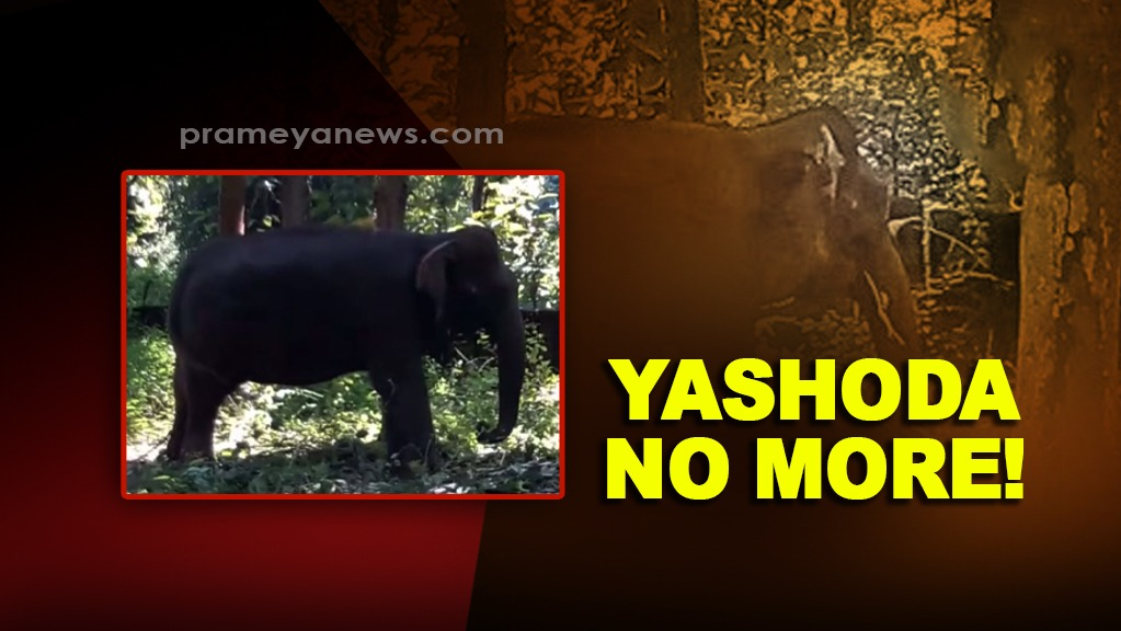Kumki Elephant Yashoda Dies in Odisha's Chandaka Forest