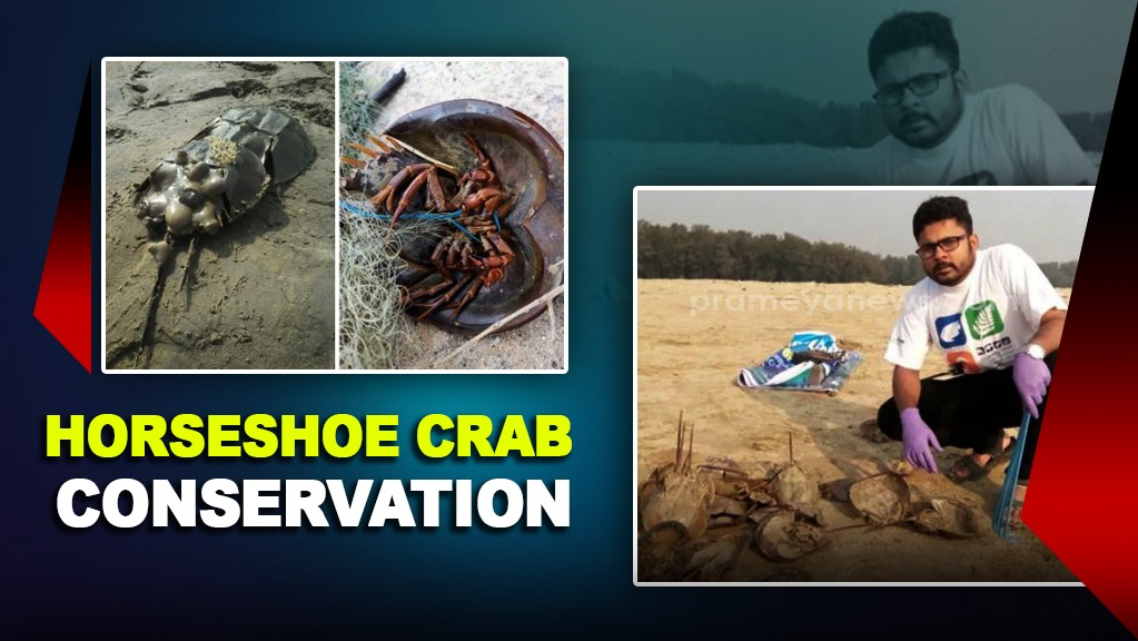 Odisha Scientists Use IVF to Save Endangered Horseshoe Crabs