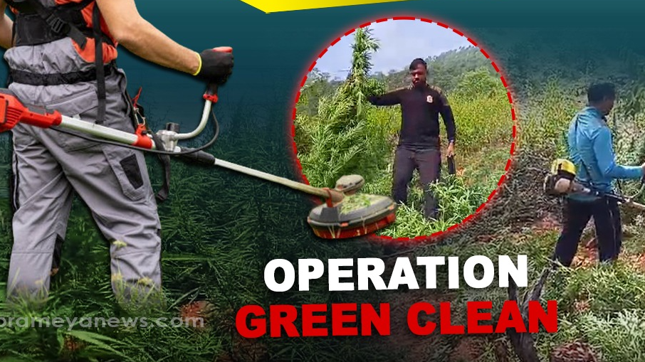 Operation Green Clean’: Ganja crops worth Rs 3 crore destroyed in Koraput 