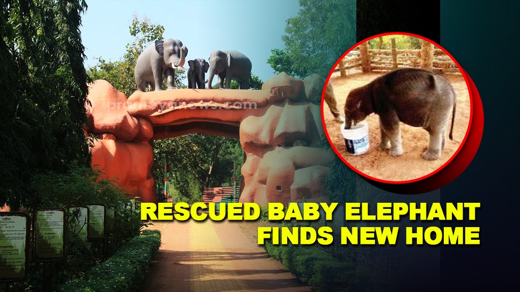 Rescued baby elephant gets a new home in Chandaka