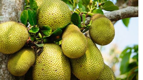 Odisha boosts Jackfruit industry with MoU for value-added products